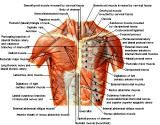 Anatomie: thorax,borstwand,ribben,costae,borst, mamma,pectoralis major,pectorals,axallaris,subcluvia,serratus,scapularis,sternum,scapula,aureola,nipple,tepel.